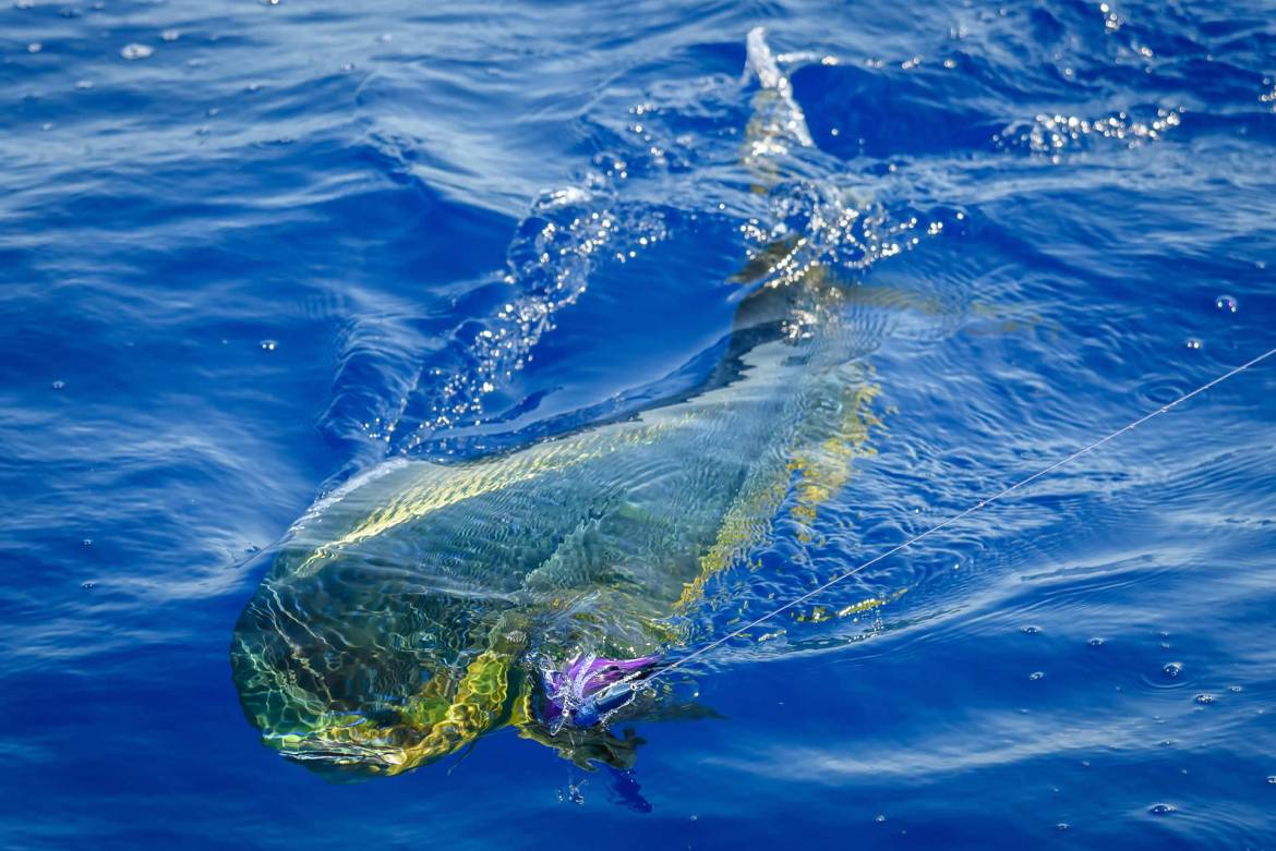 mahi-mahi-deep-sea-fishing-charter-pensacola-reel-in-fun.jpg