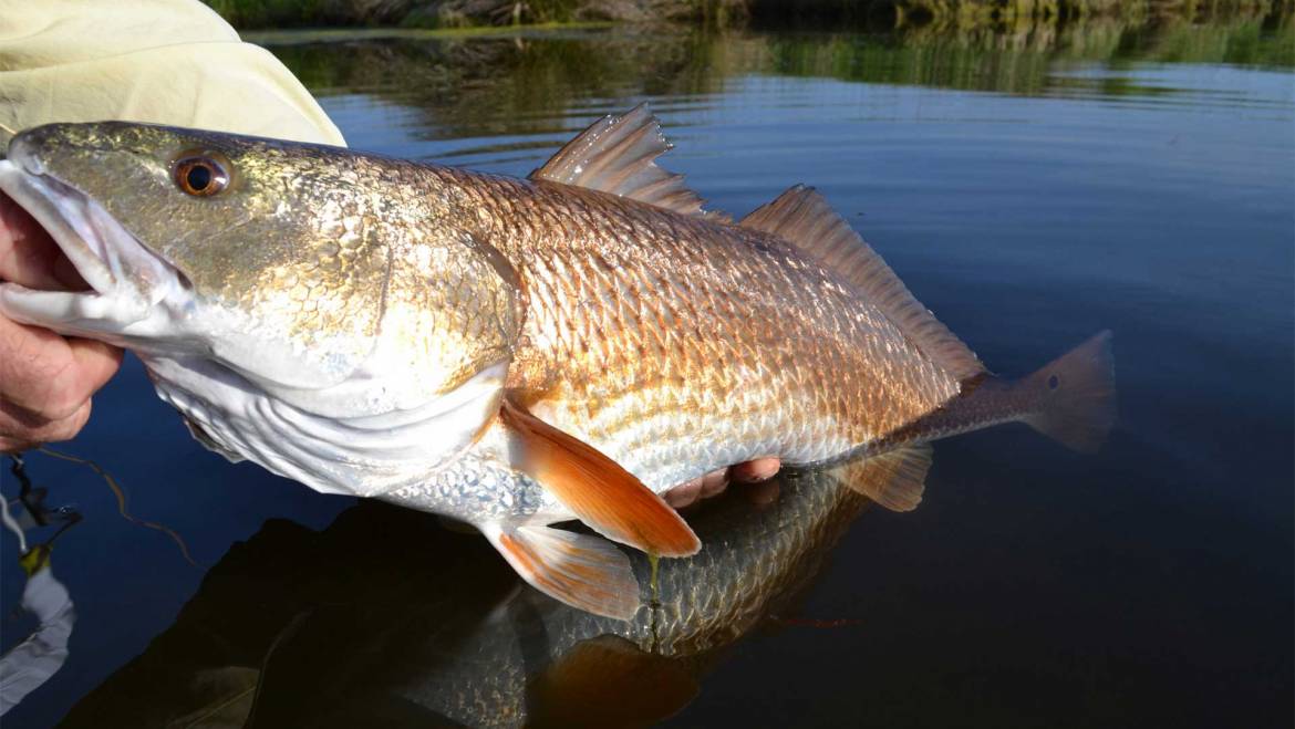 Inshore Charters