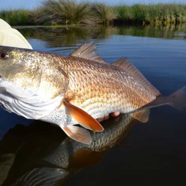 Inshore Charters